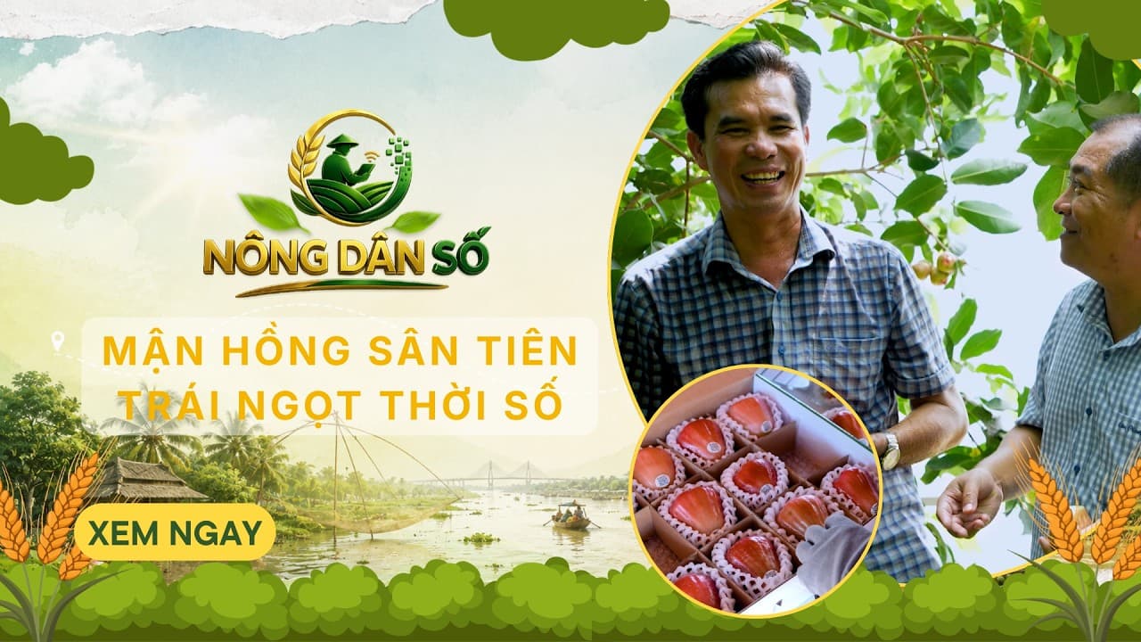 Từ mận hồng sân tiên đến giấc mơ nông nghiệp số. | VTV10 - Đài Truyền hình Việt Nam