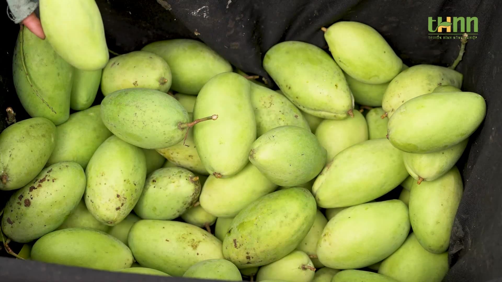 Xoài HTX Long Bình